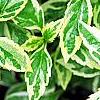 Kalimeris yomena 'Shogun', leaves