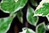 Kalimeris yomena 'Shogun', leaves