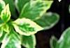 Kalimeris yomena 'Shogun', leaves
