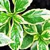 Kalimeris yomena 'Shogun', leaves
