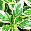 Kalimeris yomena 'Shogun', leaves