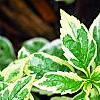 Kalimeris yomena 'Shogun', leaves