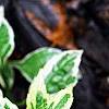Kalimeris yomena 'Shogun', leaves