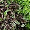 Leptinella squalida 'Platt's Black', leaves