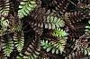 Leptinella squalida 'Platt's Black', leaves
