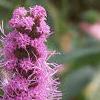 Liatris pycnostachya, flowers