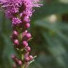 Liatris pycnostachya, flowers