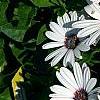 Osteospermum 'Soprano White', flowers