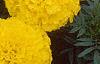 Tagetes 'Jubilee Diamond', flowers