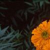 Tagetes 'Jubilee Orange', flowers