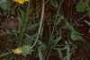 Taraxacum officinale, flowers