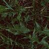 Taraxacum officinale, flowers
