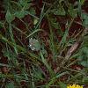 Taraxacum officinale, flowers