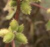 Xanthium echinatum, fruit