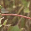 Xanthium echinatum, fruit