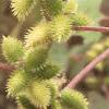 Xanthium echinatum, fruit