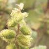 Xanthium echinatum, fruit
