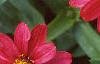 Zinnia elegans 'Profusion Cherry', flowers