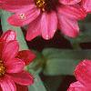 Zinnia elegans 'Profusion Cherry', flowers