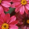 Zinnia elegans 'Profusion Cherry', flowers