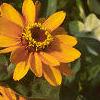 Zinnia 'Golddust Pinwheel', flowers