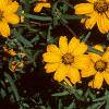 Zinnia 'Star Gold', flowers