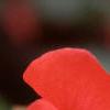 Begonia 'Dragon Wing', flowers