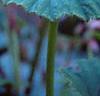 Begonia grandis, flowers