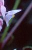 Begonia grandis, flowers