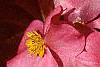 Begonia 'Party Scarlet', flowers