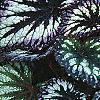 Begonia rex 'Fireworks', habit