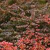 Berberis 'Bailsel', fruit