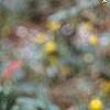 Berberis x gladwyensis 'William Penn', flowers