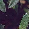 Berberis x julianae, leaves