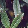Berberis x julianae, leaves