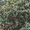 Berberis x julianae 'Nana', habit
