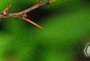 Berberis thunbergii var. atropurpurea 'Golden Ring', leaves
