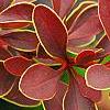 Berberis thunbergii var. atropurpurea 'Golden Ring', leaves