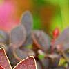 Berberis thunbergii var. atropurpurea 'Golden Ring', leaves
