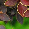 Berberis thunbergii var. atropurpurea 'Golden Ring', leaves