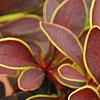 Berberis thunbergii var. atropurpurea 'Golden Ring', leaves