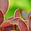 Berberis thunbergii var. atropurpurea 'Golden Ring', leaves