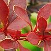 Berberis thunbergii var. atropurpurea 'Golden Ring', leaves