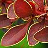Berberis thunbergii var. atropurpurea 'Golden Ring', leaves