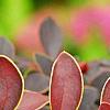 Berberis thunbergii var. atropurpurea 'Golden Ring', leaves