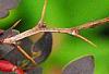 Berberis thunbergii var. atropurpurea 'Golden Ring', leaves