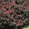 Berberis thunbergii 'Atropurpurea Nana', habit