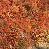 Berberis thunbergii 'Thornless', fall color