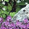 Epimedium alpinum, habit