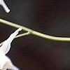 Epimedium grandiflorum var. higoense, flowers